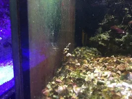 My LFS (Local Fish Store)