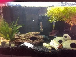 What do you think is the best product line for freshwater aquariums. API seachem fluval ECT.