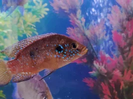 New to tropical fish keeping have a few questions