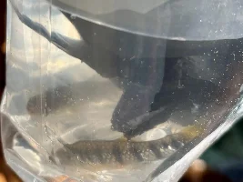made my decision for my open live bearer tank... Limia Islai, to go in with the cherry shrimp..