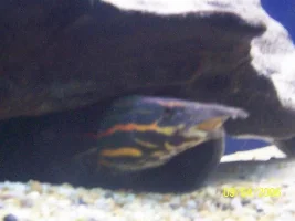 New Gar