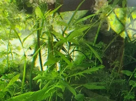 Best bottom feeder for a gravel tank