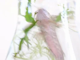 Mystery Hoplo! ID needed, please! <3