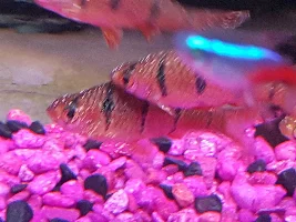 PLEASE HELP IS THIS WHITE SPOT