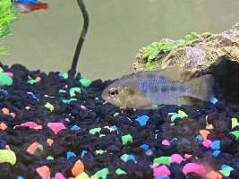 Help with determing male/female