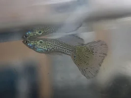Green lace guppy