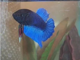 Two New Bettas