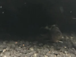Need help identifying catfish