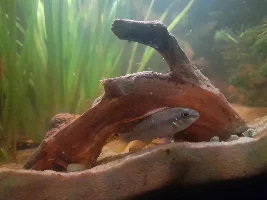 Need help with feeding African oddball species.