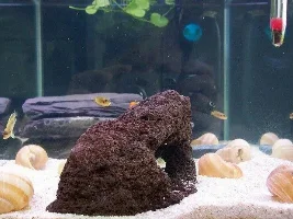 New fishies
