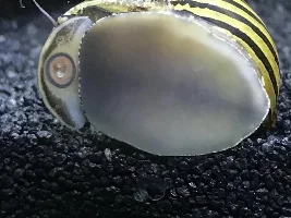 I got a nerite