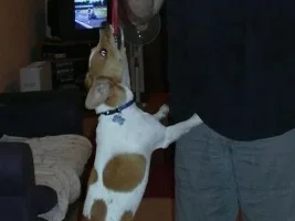 Jack Russell Acrobat