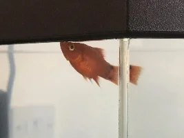 Female platy fish staying at bottom of the tank?