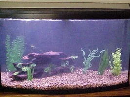 My mom's new 46g Bowfront