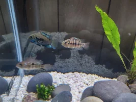 Honduran red point male or female?