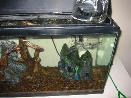 10g Tank Update and More