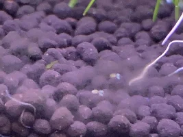 Are these shrimp fry?