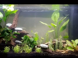 Newbie Planted Tank