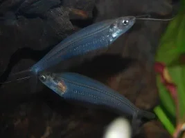 Fish Photos