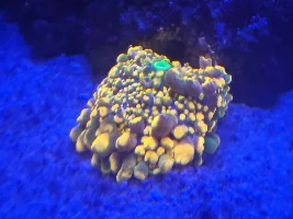 Little Slice of Ocean