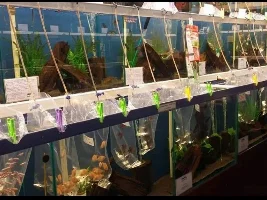 Loads of new fish