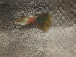Fat guppy?