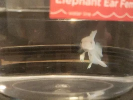 Help Determining Sex of Betta