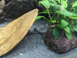 Advice needed. Disease or Evil Fish. 3 dead, 1 certainly dead by tomorrow.