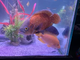 Rehome Oscar Fish