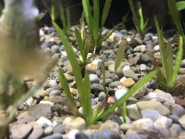 Struggling with plants.