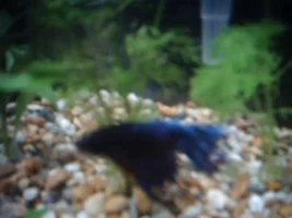 My First Betta Arrived Today...