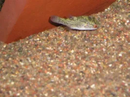 Puffer ID