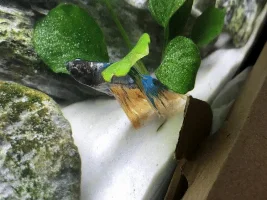 Fungal Infection?