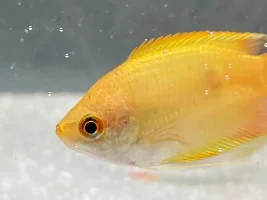 Honey Gourami with weird underskin issue