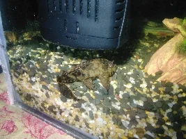 Pleco loses colour