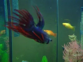 Ernie Has Moved Into His New Tank