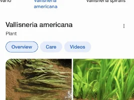 What plants are these?
