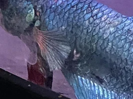 New betta fish, white discoloration