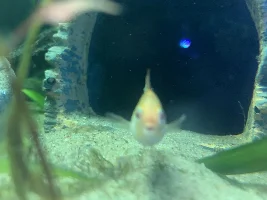 Gold ram help!