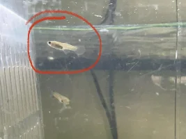 Guppy fry bent spine