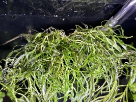 p octopus egg mop