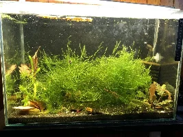 Shrimp tank in the home office