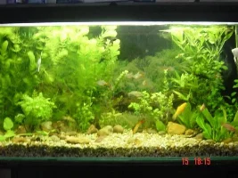 PICS OF MY TANK