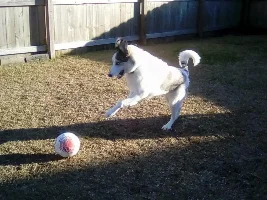 Found pictures of my dog luna from when we had first gotten her!