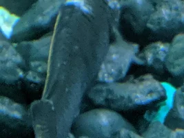 What is this?