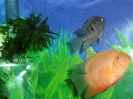 Firemouths, severum, geo and more!