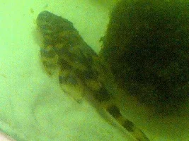 L168 Butterfly Plec Identification?