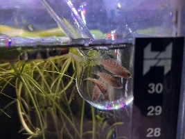 Clown killifish tank