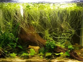 New whiptail+ 20 gallon stocking idea+ biggest amazon frogbit I have ever seen