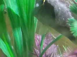 Green Sunfish Needs Help